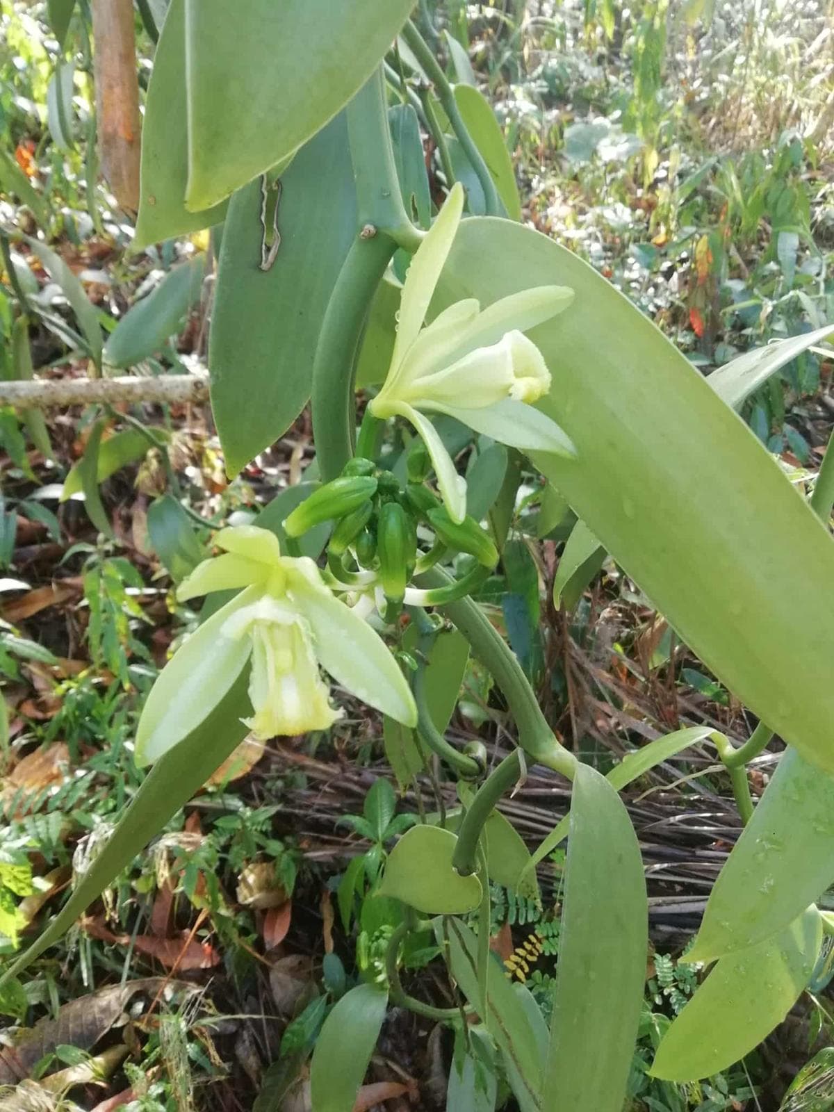 Pollinisation & floraison — M.S.V Nosy-Be