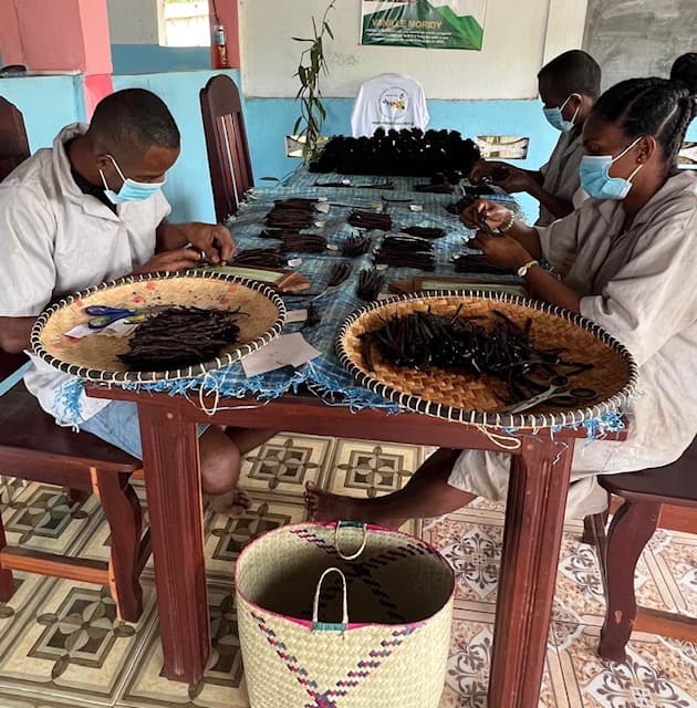 Triage et calibrage des gousses de vanille premium M.S.V Nosy-Be Madagascar