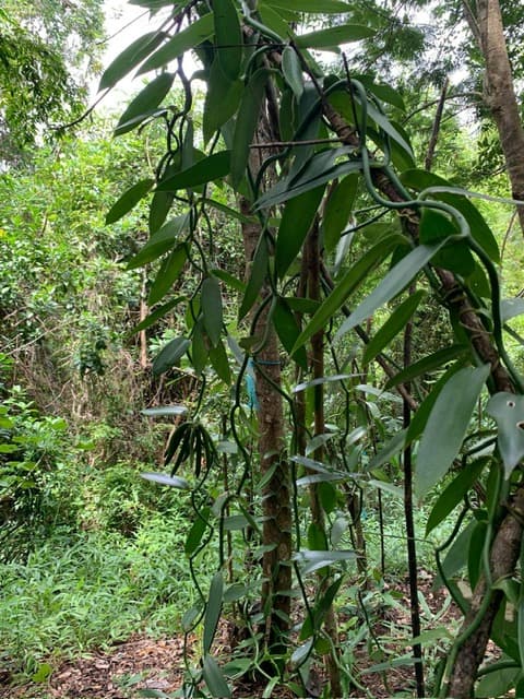 Vanilla vine on the M.S.V plantation